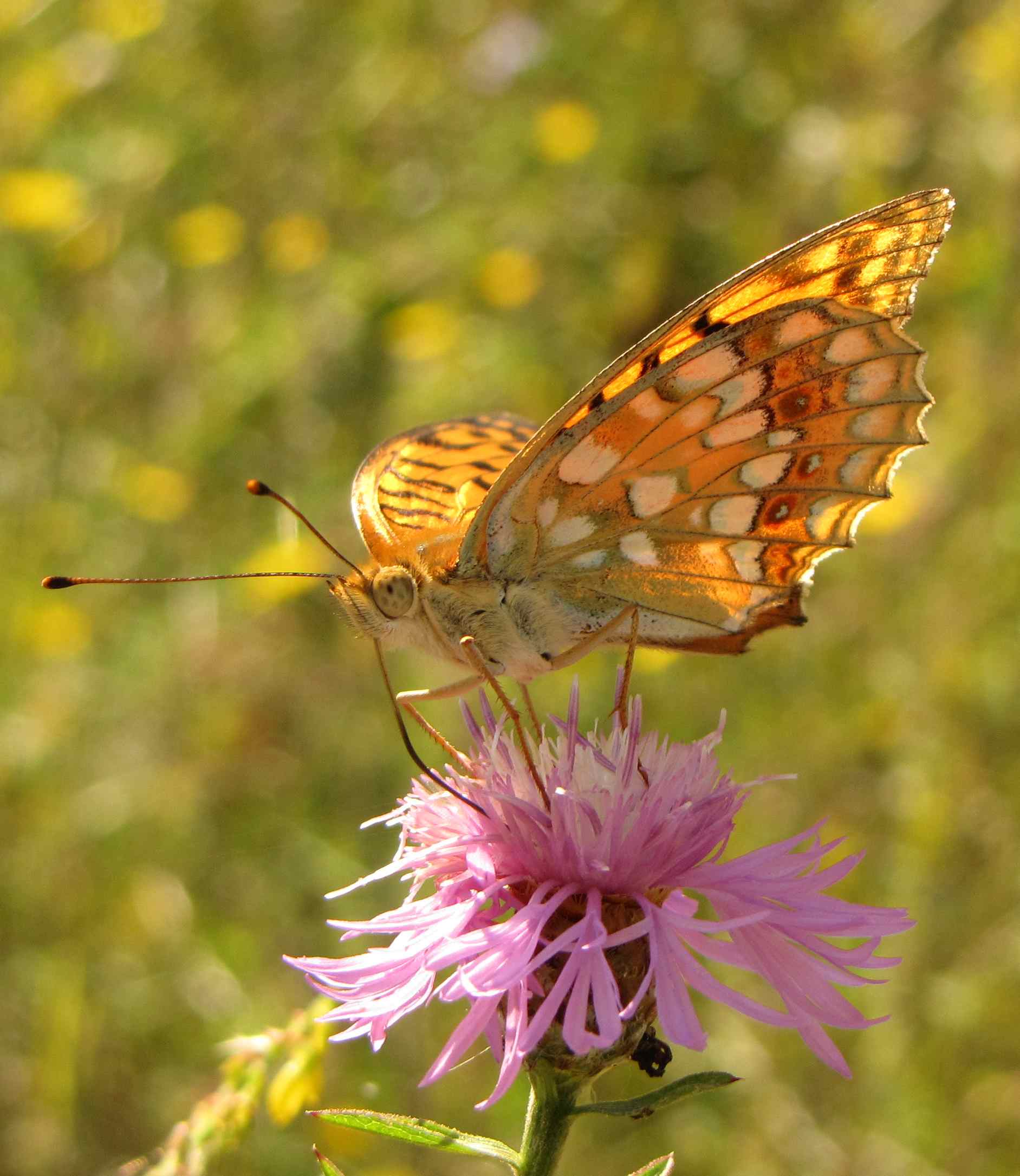 argynnis adippe marchigiana? - Argynnis (Fabriciana) adippe